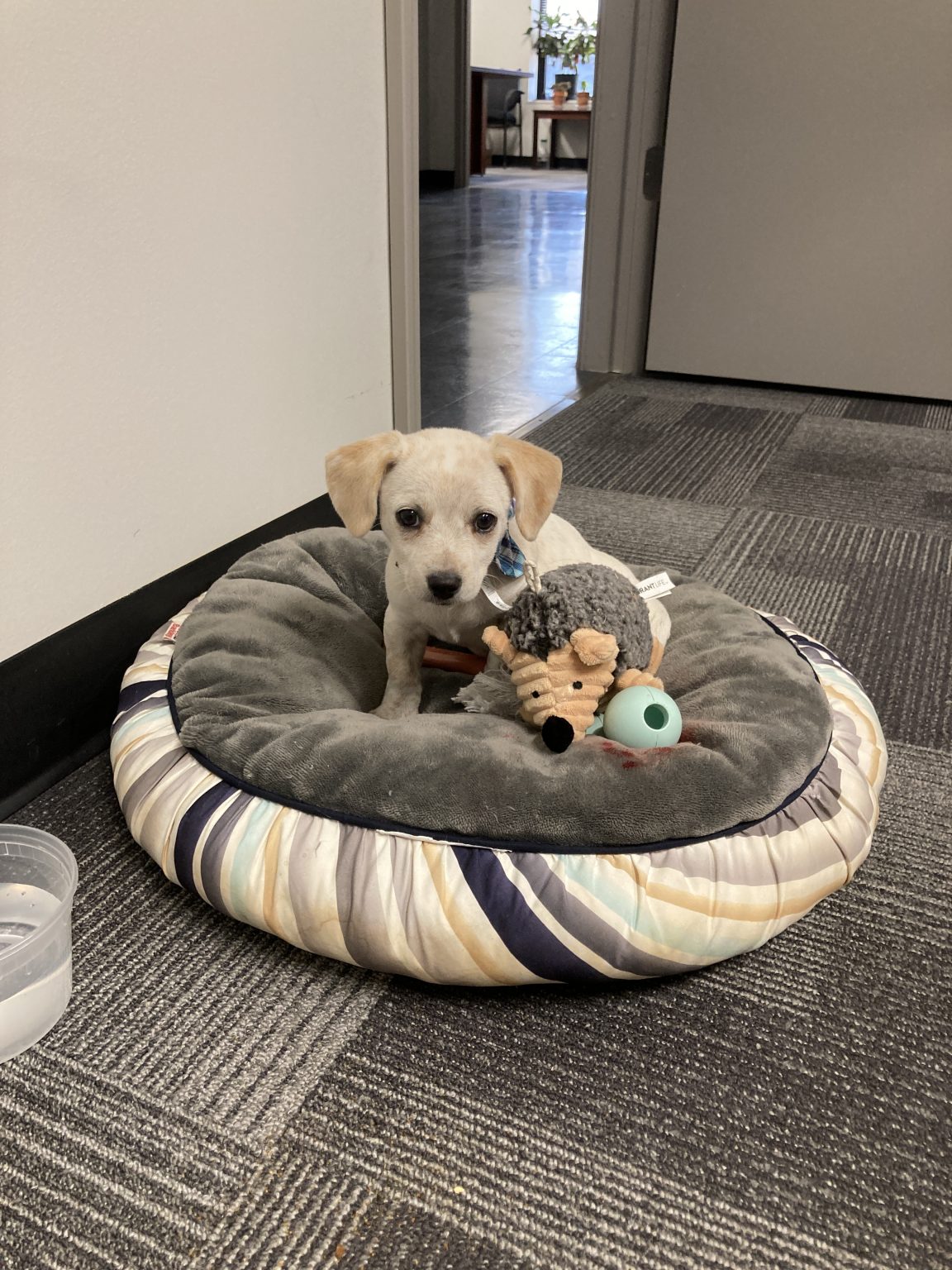 Trib Total Media Marketing Minute TribLIVE Media Kit